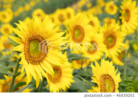 太陽花田 46839201