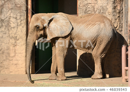 African elephant in Tama animal park 46839343