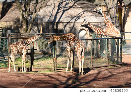 Giraffe of Tama Animal Park 46839393