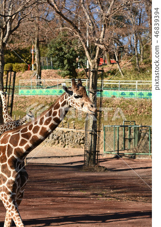 Giraffe of Tama Animal Park 46839394
