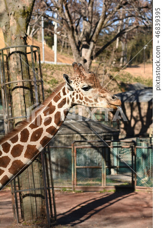 多摩動物公園的長頸鹿 46839395