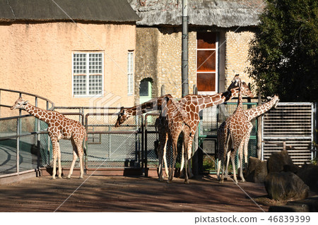 Giraffe of Tama Animal Park 46839399