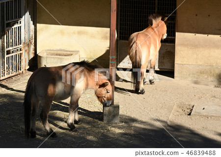 Moukonouma in Tama Animal Park 46839488