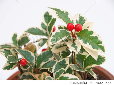 Yabukoji spotted Yabukoji spotted 46839572