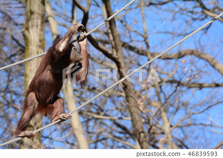 多摩動物園的猩猩 46839593