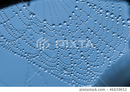 Spider Web With Drops Of Water 46839652