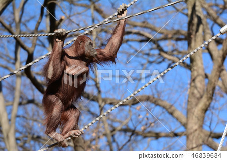 多摩動物園的猩猩 46839684