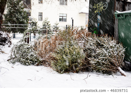 old christmas trees old christmas trees 46839731