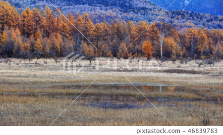 Otashiro Hara在秋末 46839783