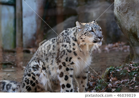 Snow leopard at Tama Animal Park 46839819
