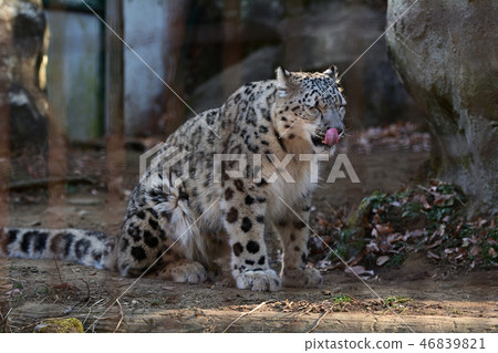 Snow leopard at Tama Animal Park 46839821
