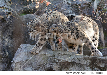 Snow leopard at Tama Animal Park 46840003