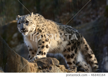 鷹在多摩動物園 鷹在多摩動物園 46840164