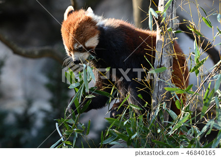 Lesser panda at Tama Animal Park 46840165