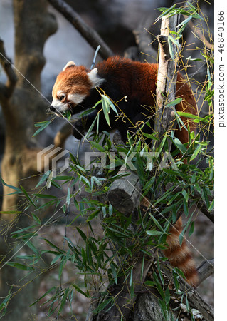 在多摩動物園的小熊貓 46840166