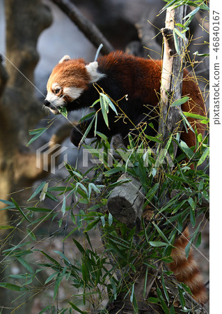 Lesser panda at Tama Animal Park 46840167