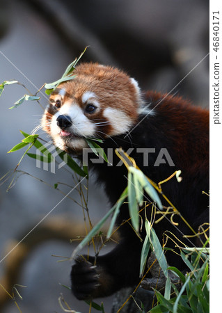 Lesser panda at Tama Animal Park 46840171