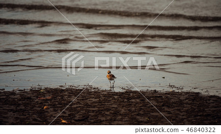 Bird (Greater sand plover) in nature wild 46840322