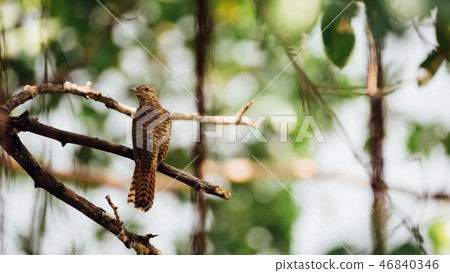 Bird (Plaintive Cuckoo) in a nature wild 46840346
