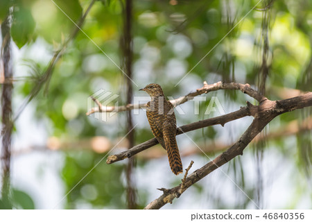 Bird (Plaintive Cuckoo) in a nature wild 46840356