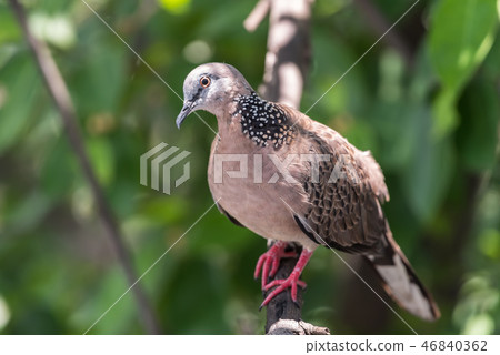 Bird (Dove, Pigeon or Disambiguation) in a nature 46840362