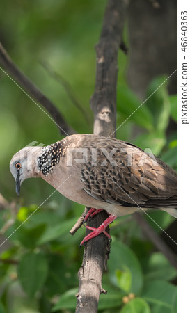 Bird (Dove, Pigeon or Disambiguation) in a nature Bird (Dove, Pigeon or Disambiguation) in a nature 46840363