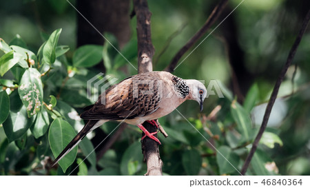 Bird (Dove, Pigeon or Disambiguation) in a nature Bird (Dove, Pigeon or Disambiguation) in a nature 46840364