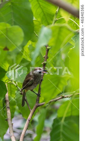 Bird (Yellow-vented Bulbul) on tree in nature wild 46840366