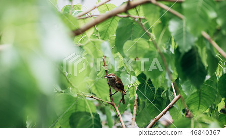 Bird (Yellow-vented Bulbul) on tree in nature wild Bird (Yellow-vented Bulbul) on tree in nature wild 46840367