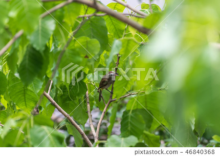 Bird (Yellow-vented Bulbul) on tree in nature wild 46840368