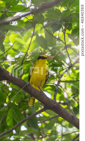 Bird (Black-Naped Oriole) in a nature wild Bird (Black-Naped Oriole) in a nature wild 46840369