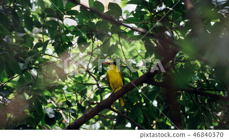 Bird (Black-Naped Oriole) in a nature wild 46840370