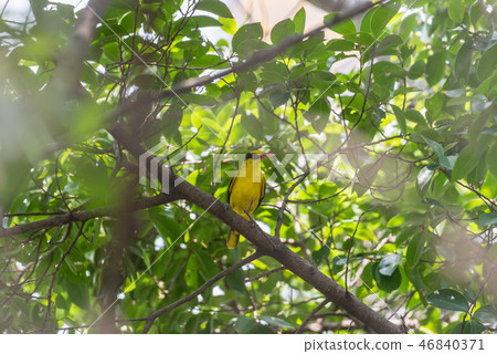 Bird (Black-Naped Oriole) in a nature wild 46840371