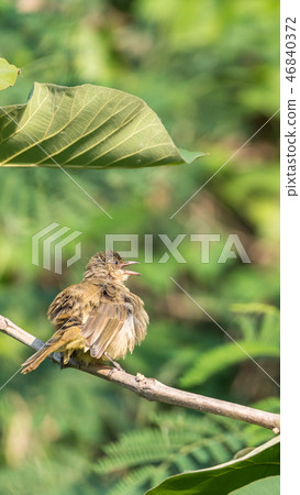 Bird (Streak-eared bulbul) on tree in nature wild Bird (Streak-eared bulbul) on tree in nature wild 46840372