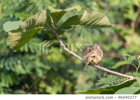 Bird (Streak-eared bulbul) on tree in nature wild Bird (Streak-eared bulbul) on tree in nature wild 46840377
