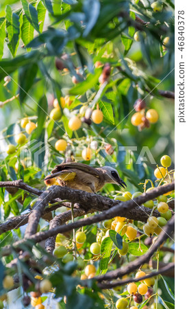 Bird (Yellow-vented Bulbul) on tree in nature wild Bird (Yellow-vented Bulbul) on tree in nature wild 46840378