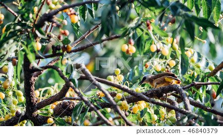 Bird (Yellow-vented Bulbul) on tree in nature wild 46840379