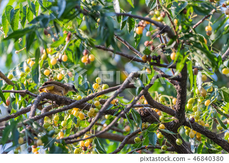 Bird (Yellow-vented Bulbul) on tree in nature wild Bird (Yellow-vented Bulbul) on tree in nature wild 46840380