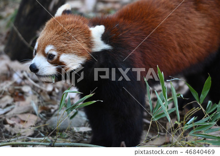 Lesser panda at Tama Animal Park 46840469
