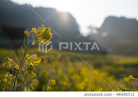 Ishigami的強姦花 Ishigami的強姦花 46840512