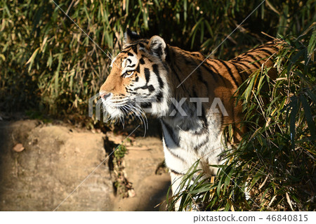 多摩動物公園的老虎 46840815