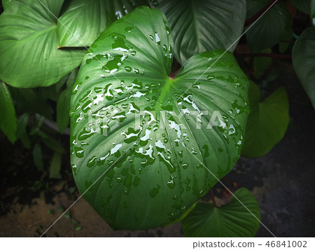 Garden after the rain 46841002