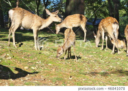 fawn fawn 46841078