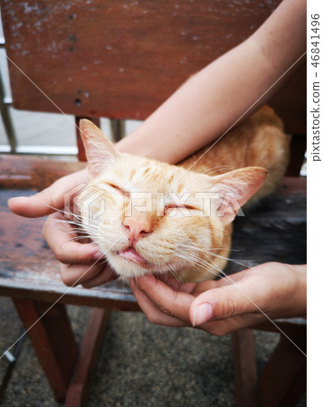 close-up hand scratching domestic cat close-up hand scratching domestic cat 46841496