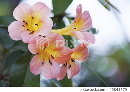 馬來西亞杜鵑花Lilygahara公園 46841879