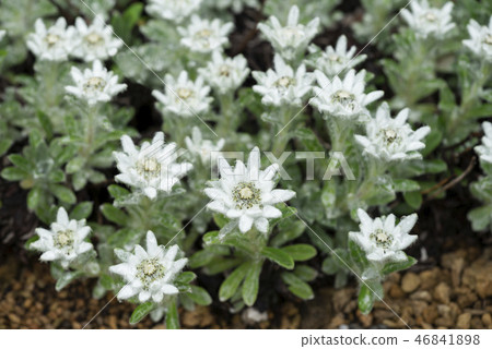 Koraius Yukiso百合花園 46841898