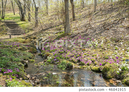 Primula Takino Suzuran山坡公園 Primula Takino Suzuran山坡公園 46841915