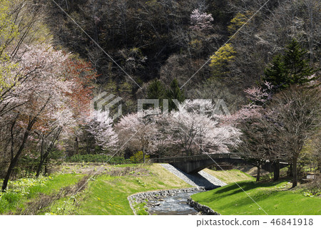 Sakura Takino Suzuran山坡公園 46841918