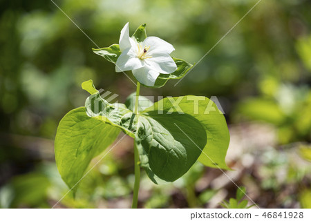 Ovananoenreiso的變體城鎮 Ovananoenreiso的變體城鎮 46841928