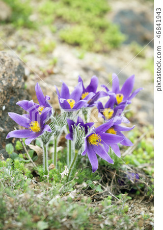 Yellowtailed Yurigahara Park 46841943